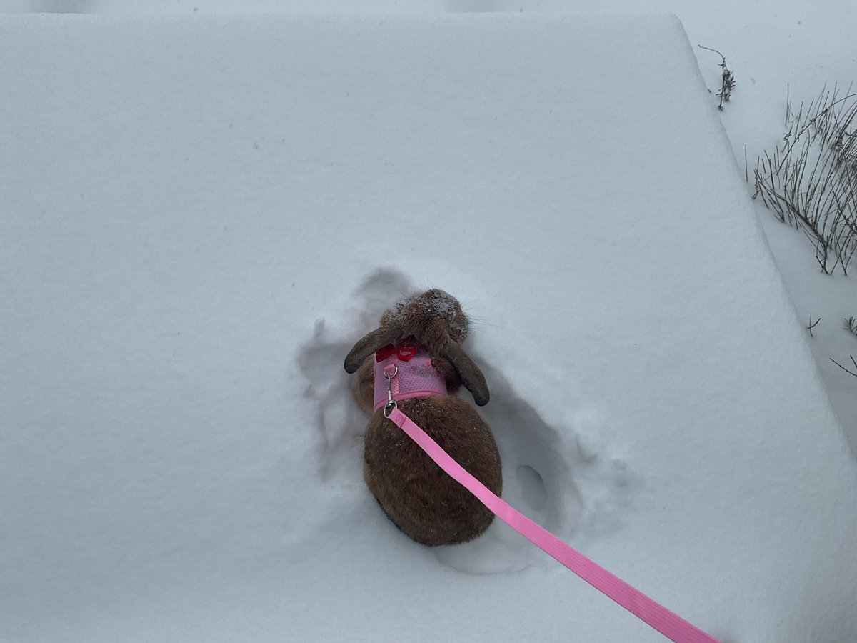 1437TDKTKQDU's tweet image. Fat playing in the Coke. #Rabbit