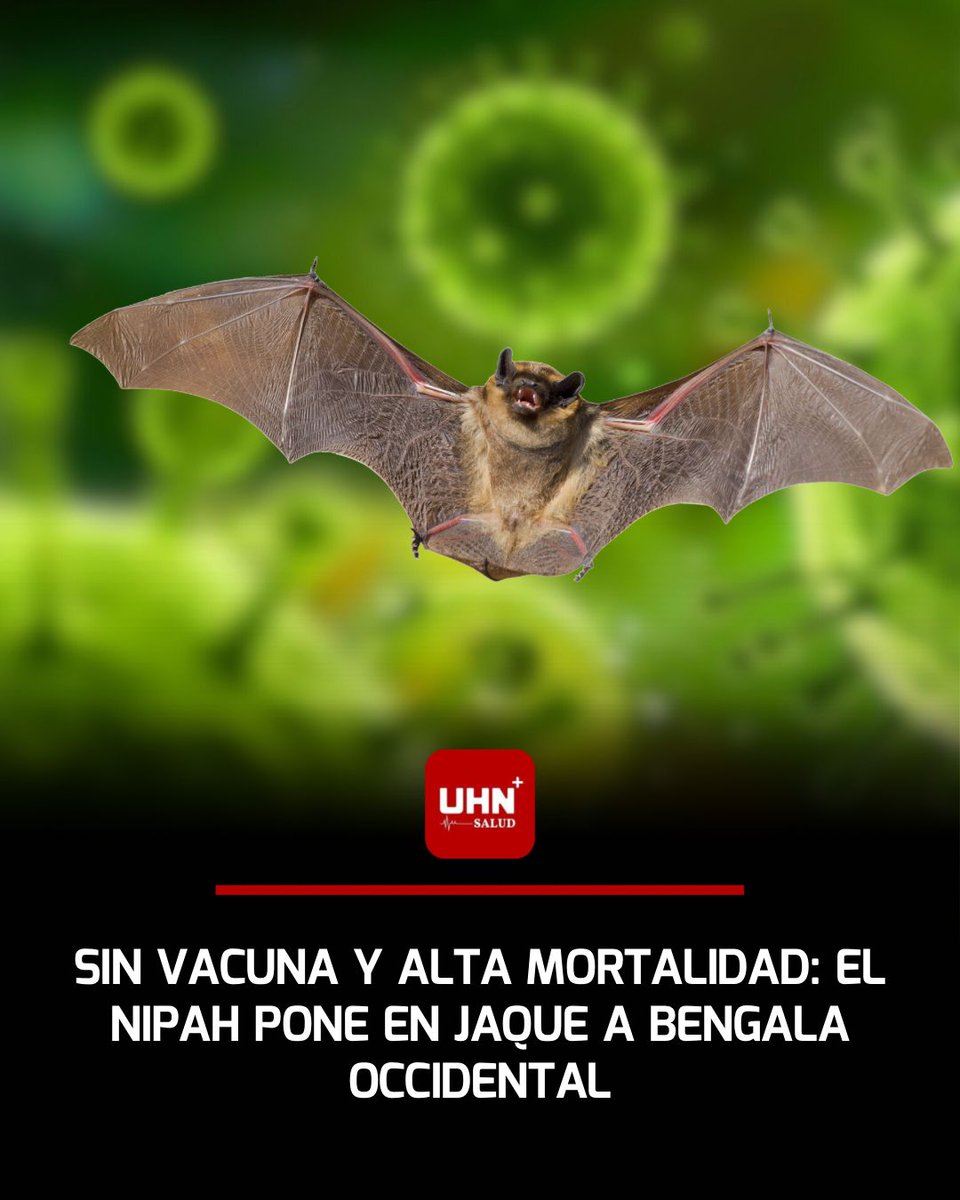 🇮🇳🦠‼️ | India intenta contener un brote del virus Nipah en Bengala Occidental, con cinco casos humanos confirmados y casi 100 personas en cuarentena, mientras la OMS lo mantiene clasificado como patógeno de alto riesgo por su elevada letalidad y la ausencia de vacuna o