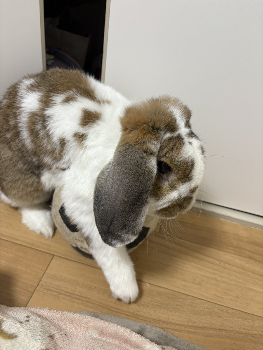 うさぎ🐰はかわいい🩷🐥