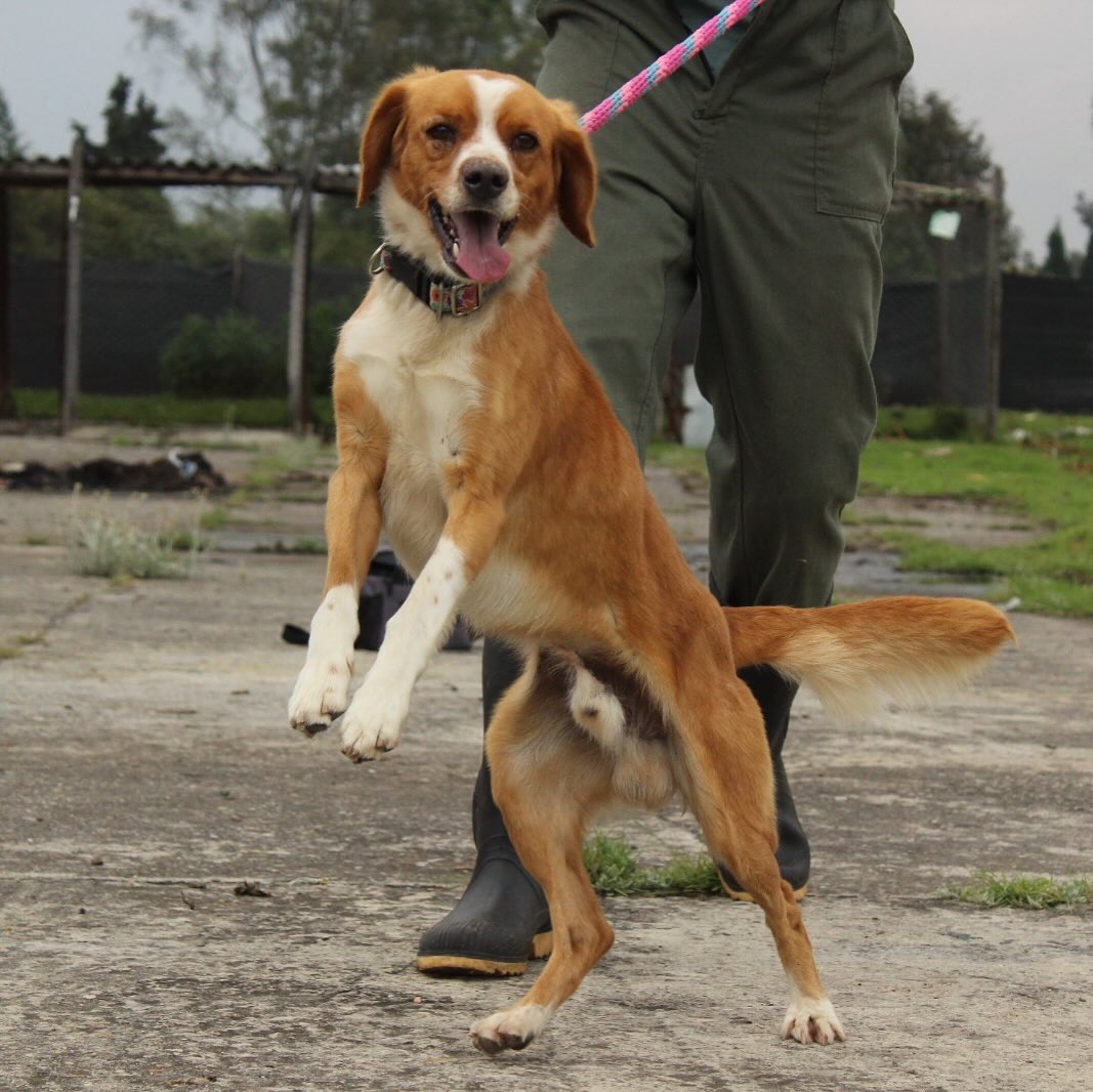 🐶💛 Les presentamos a Pikachu
Macho, 2 años, tamaño mediano-pequeño.
Se entrega castrado y vacunado ✨

Pura ternura buscando un hogar para siempre 🏡📲 Info: 301 750 1999 / 313 256 6812

🙏 Adoptar, difundir o donar también salva vidas 💖🐾