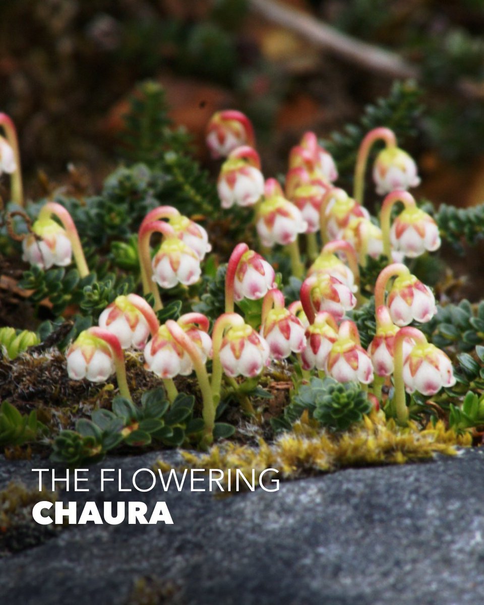 Australis Cruises tweet media