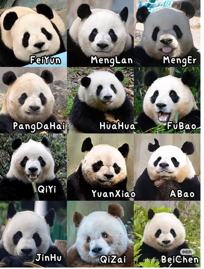 วิเชียรไก่ย่าง tweet media