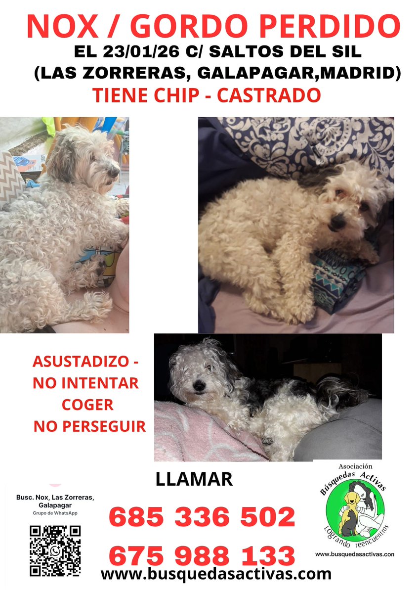Arielpc25's tweet image. Hola, mi perro Nox se perdió el viernes 23/01/2026 a las 11:00 por la sierra de Madrid (Villalba, Galapagar. El escorial). Si alguien lo viese por favor llamad a policía que ta están avisados. Os pido que compartáis ya que es de mucha ayuda. Gracias 💜