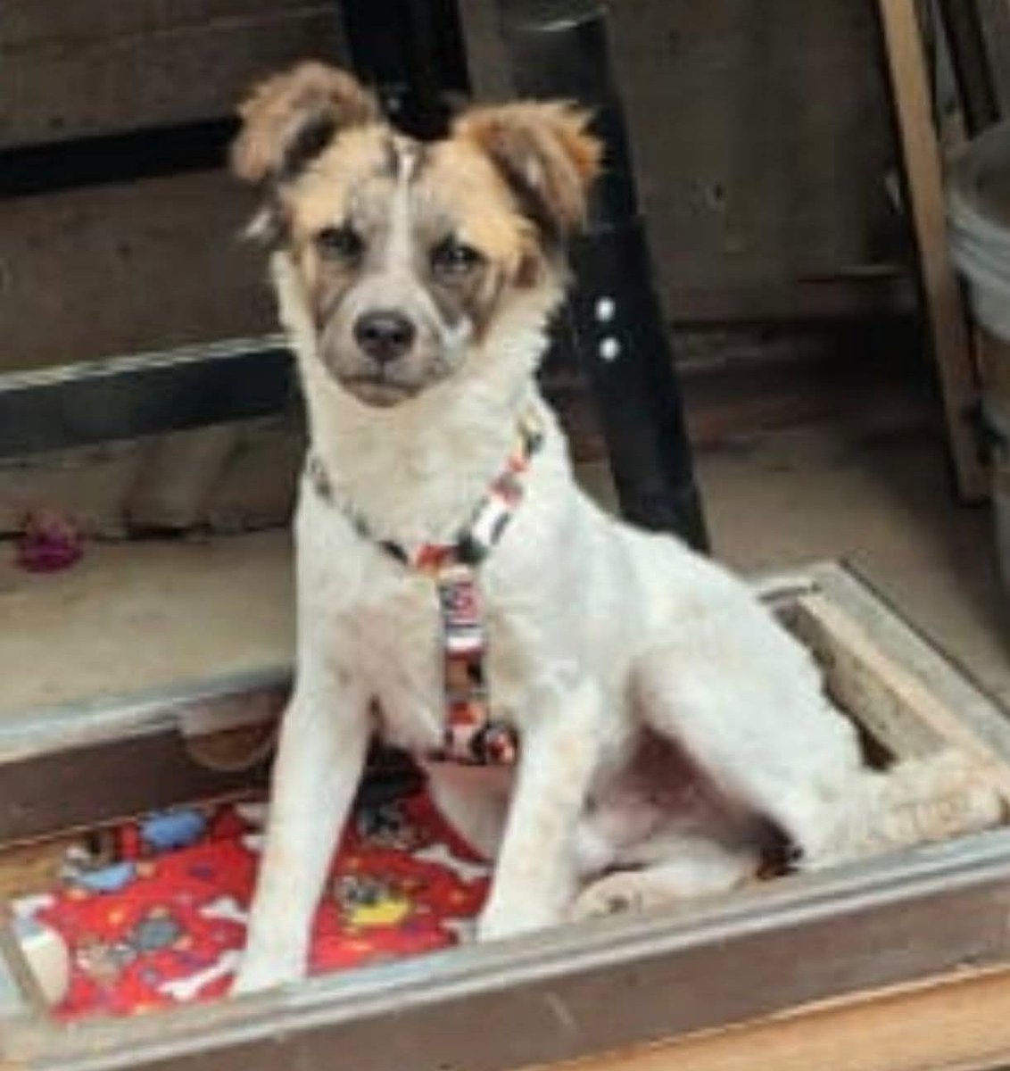 Buscan una familia para este cachorro, de aproximados 5 meses, que fue abandonado en el hospital Van Buren. Es muy dócil y cariñoso. Si deseas darle un hogar para siempre, comunícate al +56987593539. Favor RT!
#Quintero