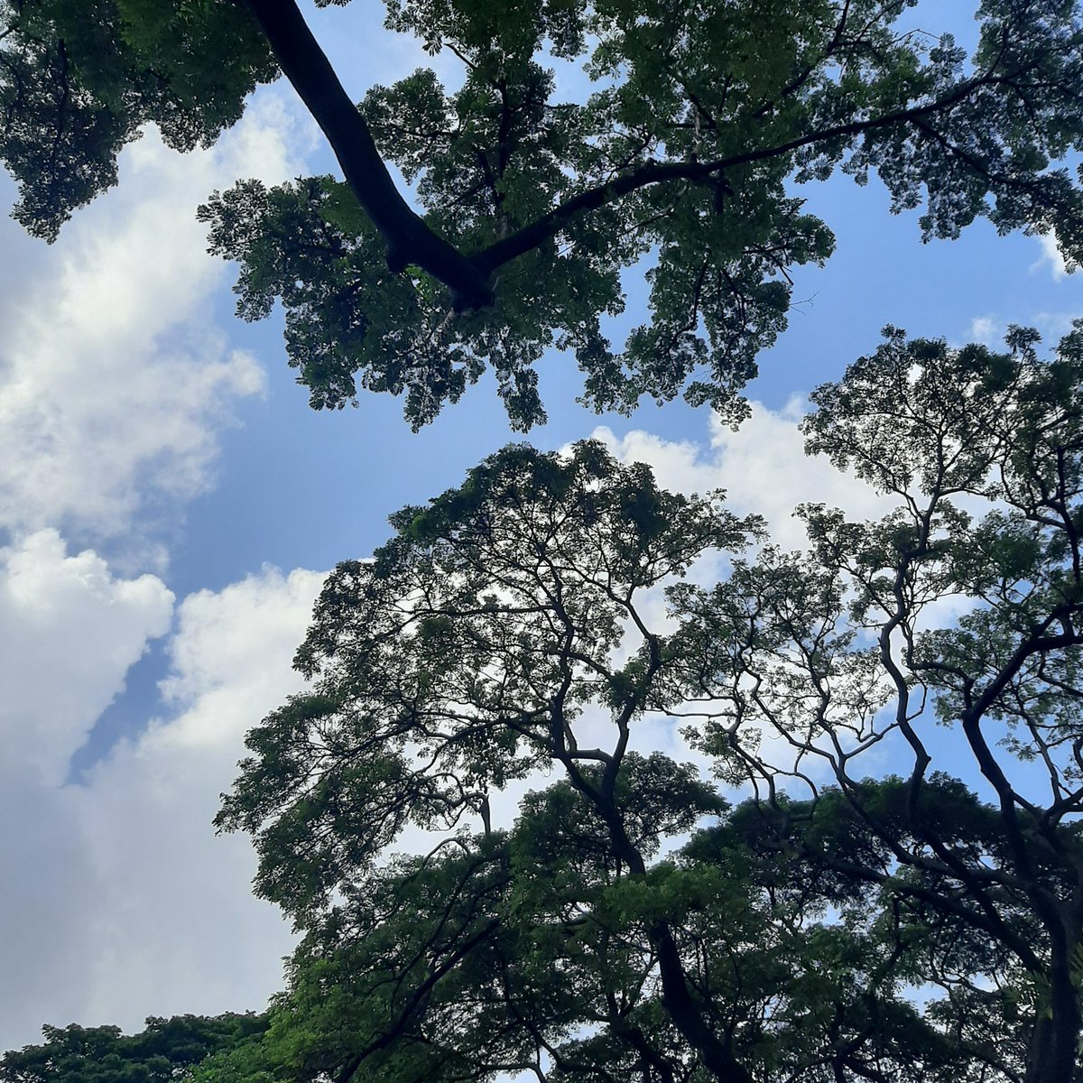 Kael🌸 tweet media