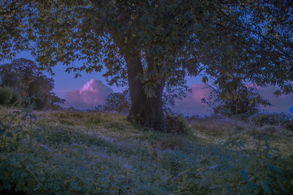 seraphicxc's tweet image. 