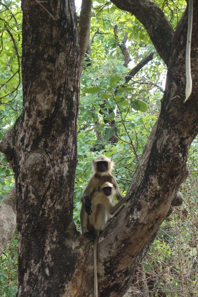 Priya Dutt tweet media