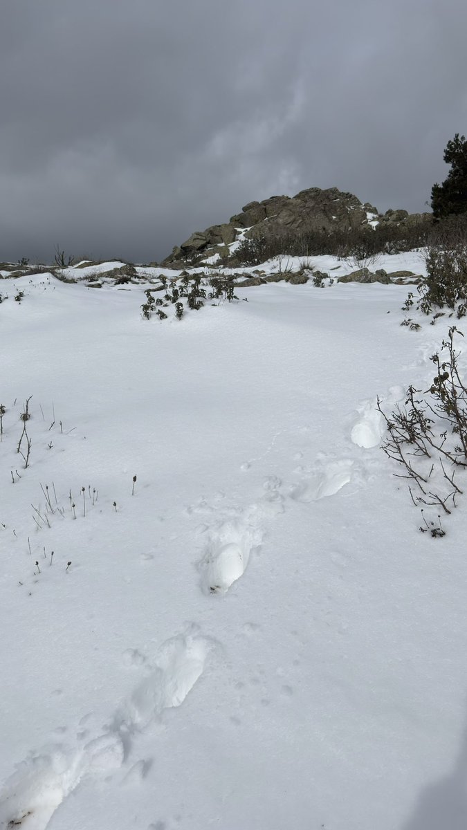 MeteoExplora's tweet image. 🌬️ Jornada muy ventosa en la Sierra de Madrid 🏔️, con algunos copos de nieve ❄️ visibles en las inmediaciones de #MirafloresdelaSierra.
Importantes acumulaciones por encima de los 1.400m, dejando un paisaje plenamente invernal. @AytoMiraflores 
#Viento #Madrid #SierraMadrileña