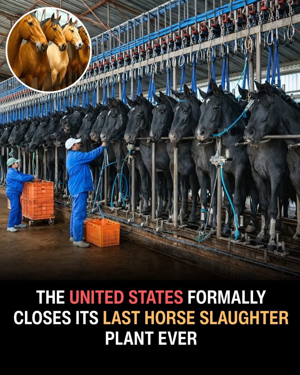 dominic dyer tweet media