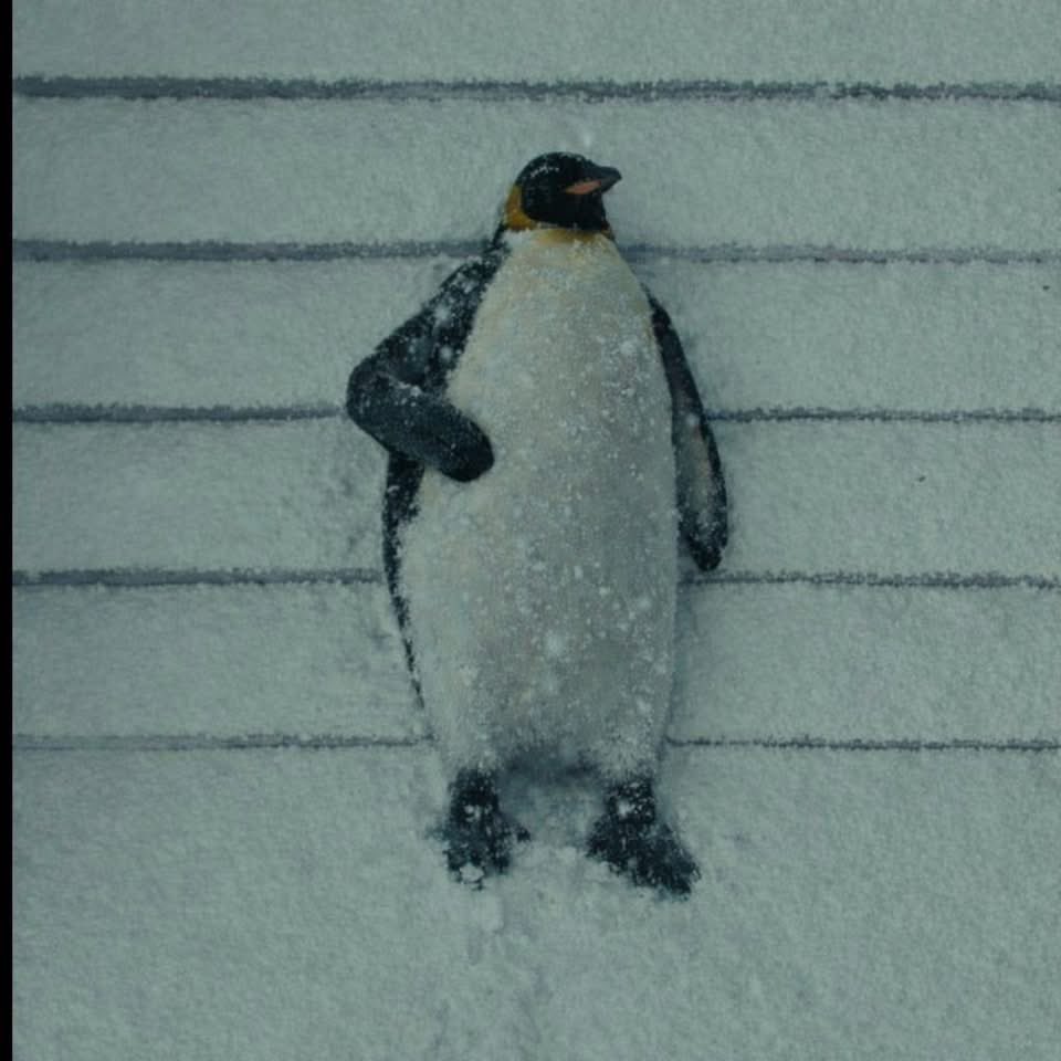 Trump despegó los post de pingüinos 🐶