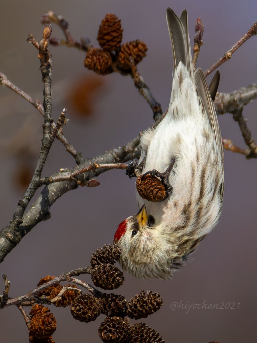 ひよちゃん (@hiyochan2021) / Posts / X