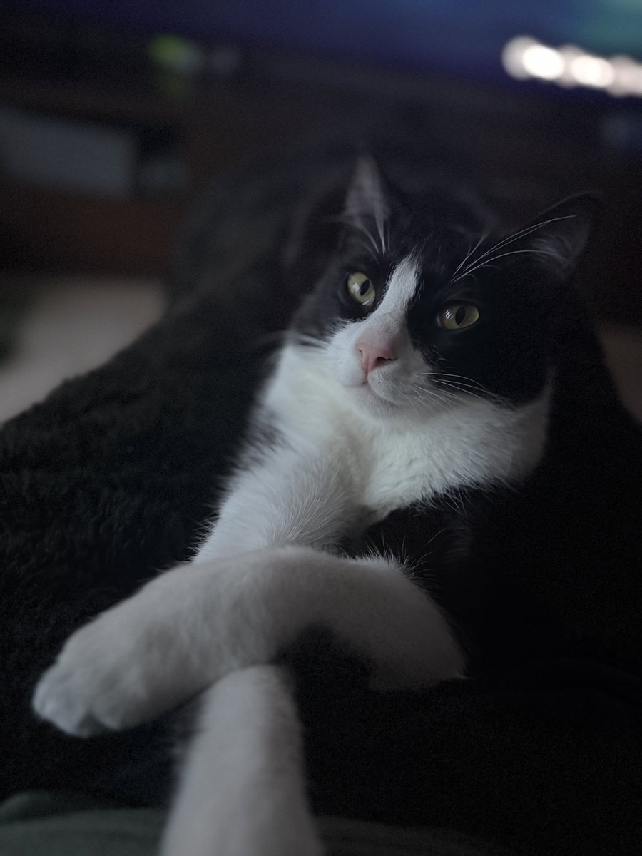 Cat-tor 11 tweet media