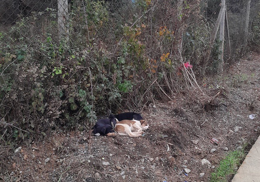 Arkadaslar bu cocuklara beykoz tarafinda yardimci olabilecek var mi adresi acikca yazmiyorum iyilik yapalim derken bir sey getirmeyelim baslarina diye yemekleri de yokmus acil durum