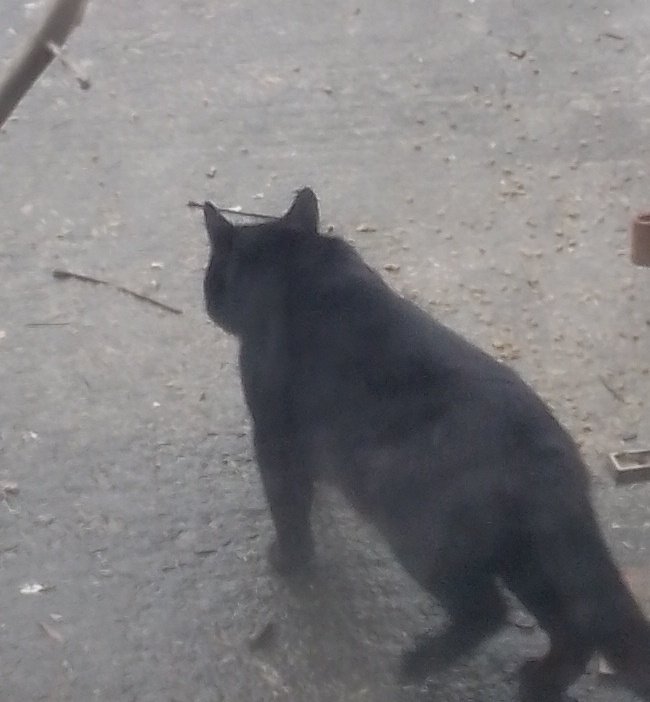 AndreaJackGoro's tweet image. Culprit #Black moggy 🤔
It's not an open house?
Have a #Catflap  we have no cats...never even bothered with them...any wildlife can get in, if not locked 😳