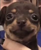 Yo bien feliz sabiendo que hoy juega Drake Maye ❤️