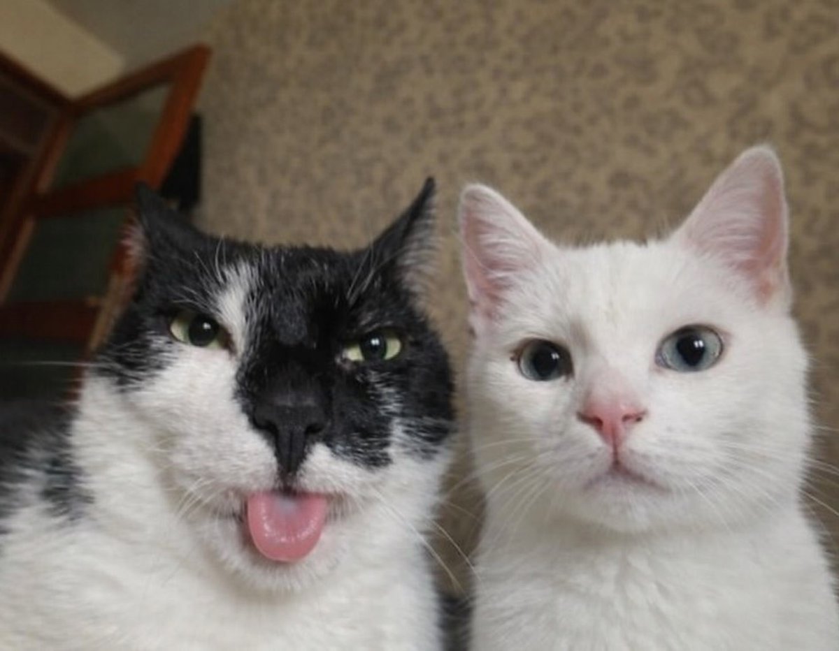 catsdotjpg's tweet image. 