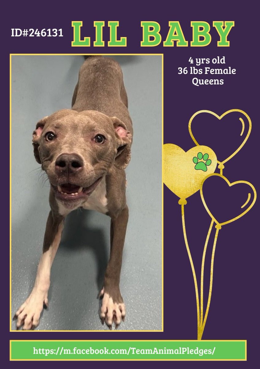 CharBolen's tweet image. LIL BABY  🩷  #246131  4yr old Girl 🩷#NYCACC
This pretty little sweetie is new at Queens ACC.
Another abandoned dog found on the streets 
of NY 💔   She's needs and deserves a loving home!
Shy but sweet and playful... she's available to adopt!
#Adopt #Foster #Pledge 
HOME 🩷🏡🩷