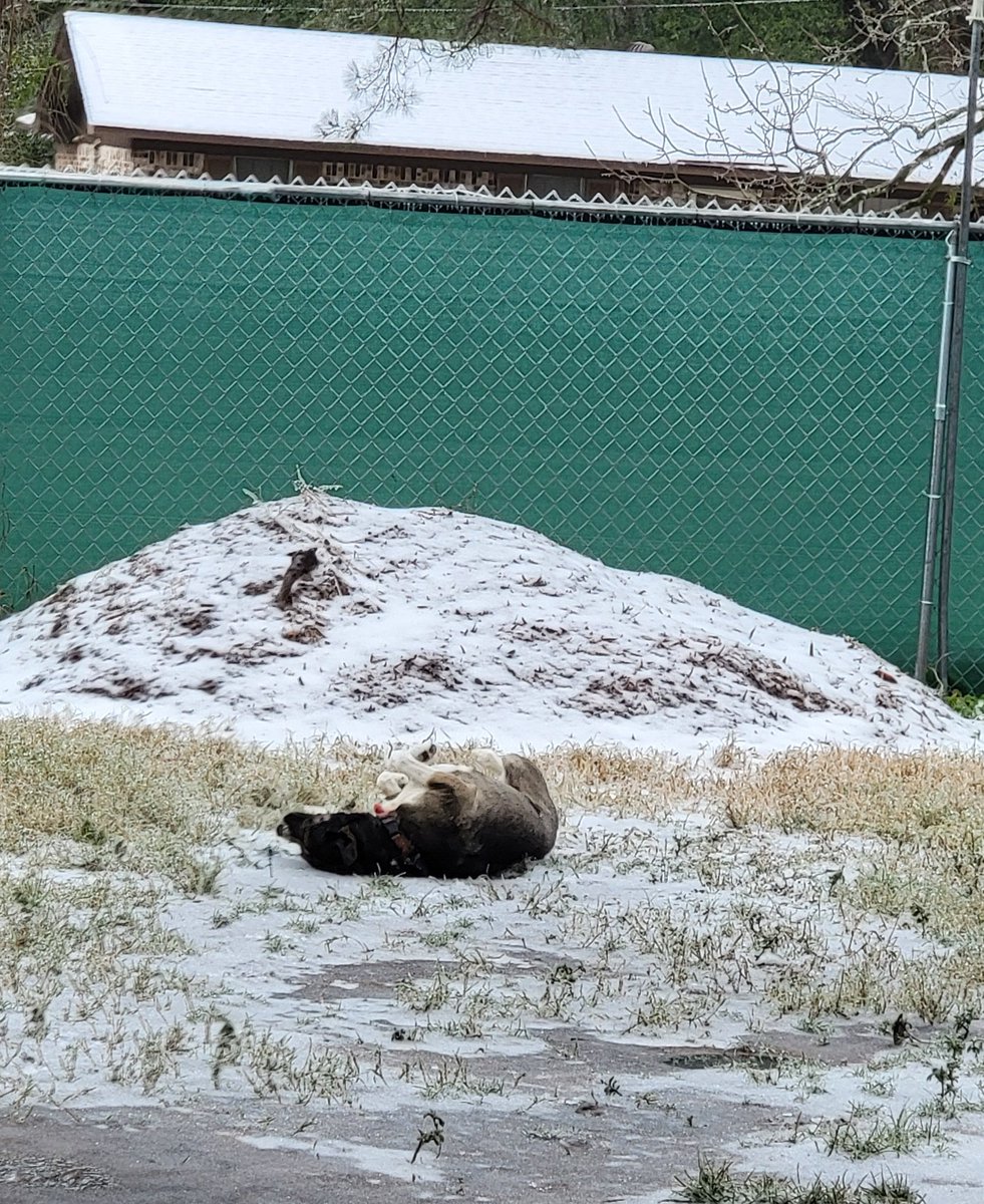 Let  the dogs out to use the bathroom and got one rolling in the little bit of snow and sleet we got. Power has been out for 5 hours now though.