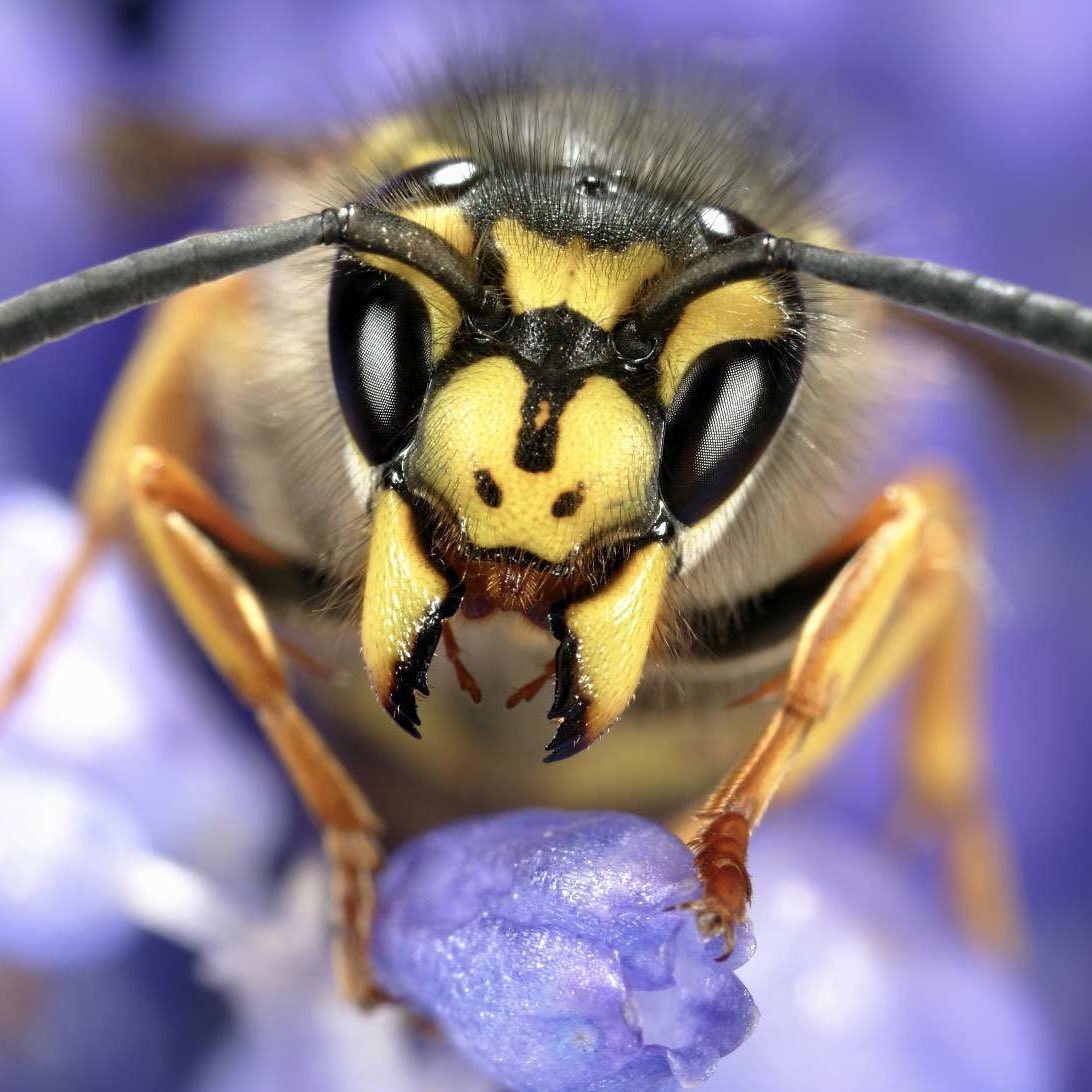 LaAvispa_VTuber's tweet photo. My chompers are pretty accurate to real wasps, don’tcha think? https://t.co/ZxpG9FgwrK