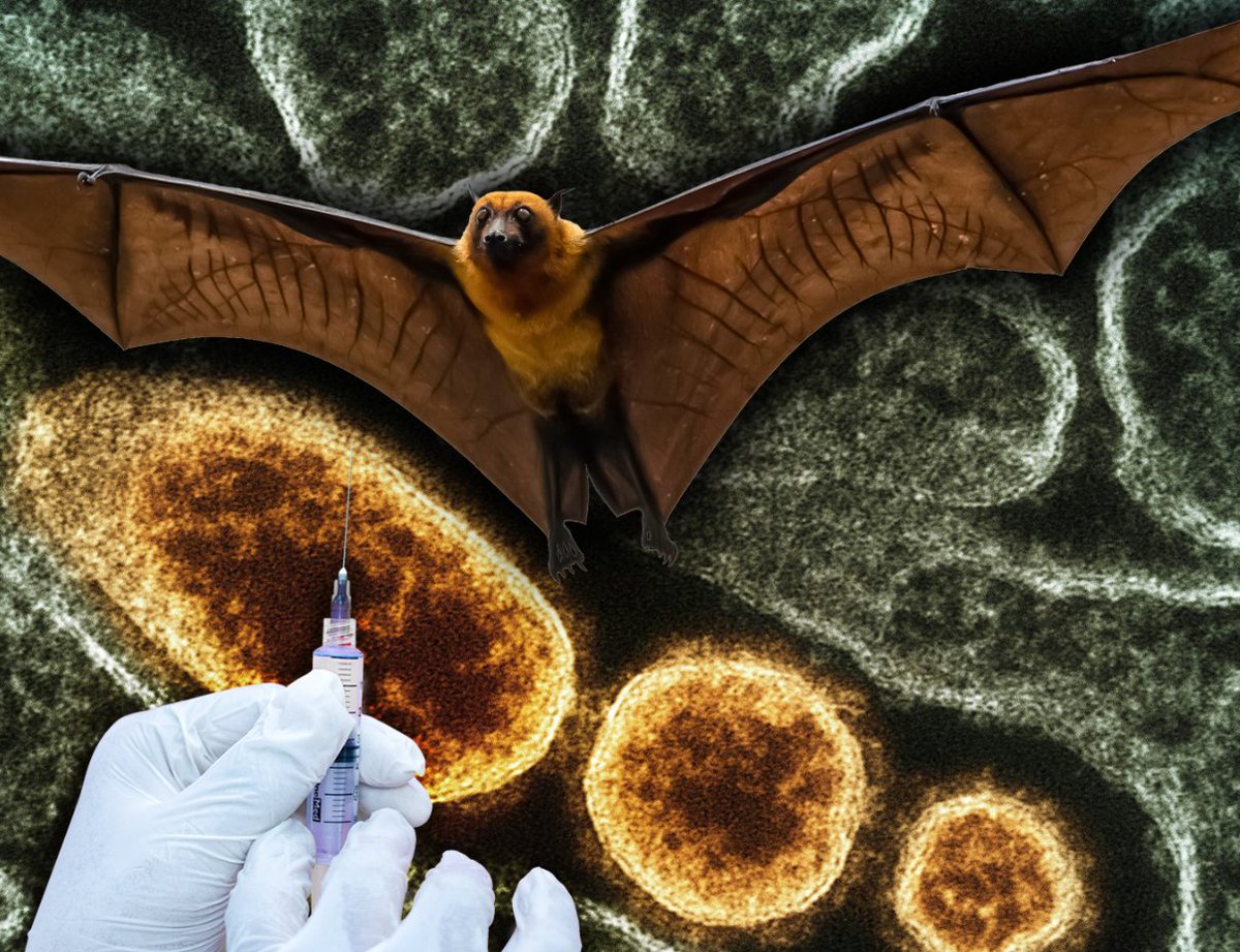 Eyaaaad's tweet image. 🚨

الهند تُعلن عن وجود حالات مصابة بفيروس "نيباه" القاتل على أراضيها.

الجهات الصحية الهندية تعمل على وجه السرعة الآن لاحتواء تفشي الفيروس بعد تأكيد وجود 5 حالات، وطُلب من 100 آخرين "الحجر الصحي" في منازلهم كإجراء احتياطي.

تكمن خطورة هذا الفيروس بأن معدل وفياته مرتفع للغاية يصل…