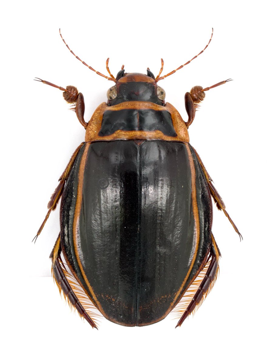 家宝もついでに撮影😁