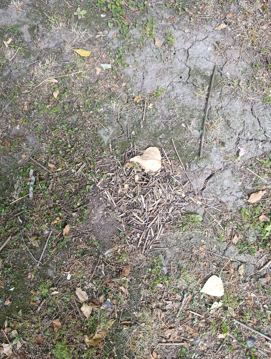 Mira <a href="/Georgeclimapron/">George 🐜🇦🇷🇮🇹</a>  agua a lo pavote,no?🐜🐜🐜🌧️⛈️