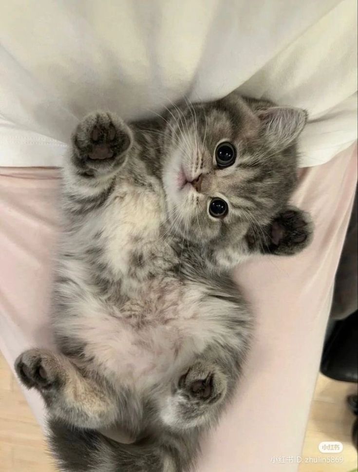 Cats all the way tweet media