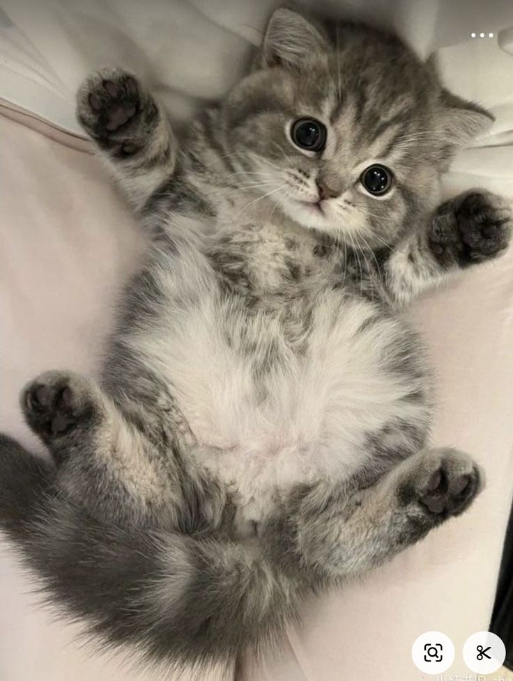 Cats all the way tweet media