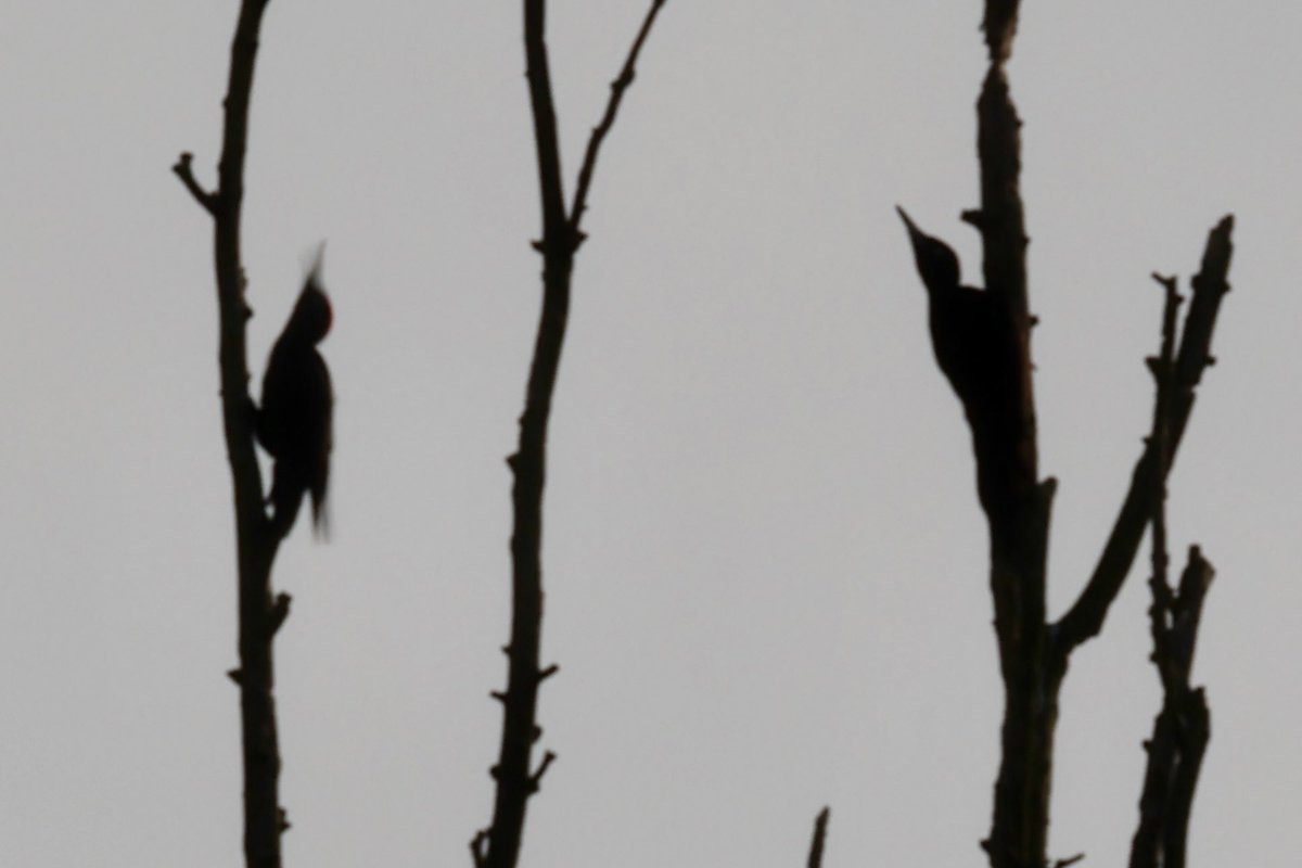 reiniervanloo's tweet photo. Silhouet van 2 zwarte spechten in de kale boomtoppen. Ze hadden duidelijk de lente al in hun bol #specht #natuur #blackwoodpecker https://t.co/2wlq8g1VMM