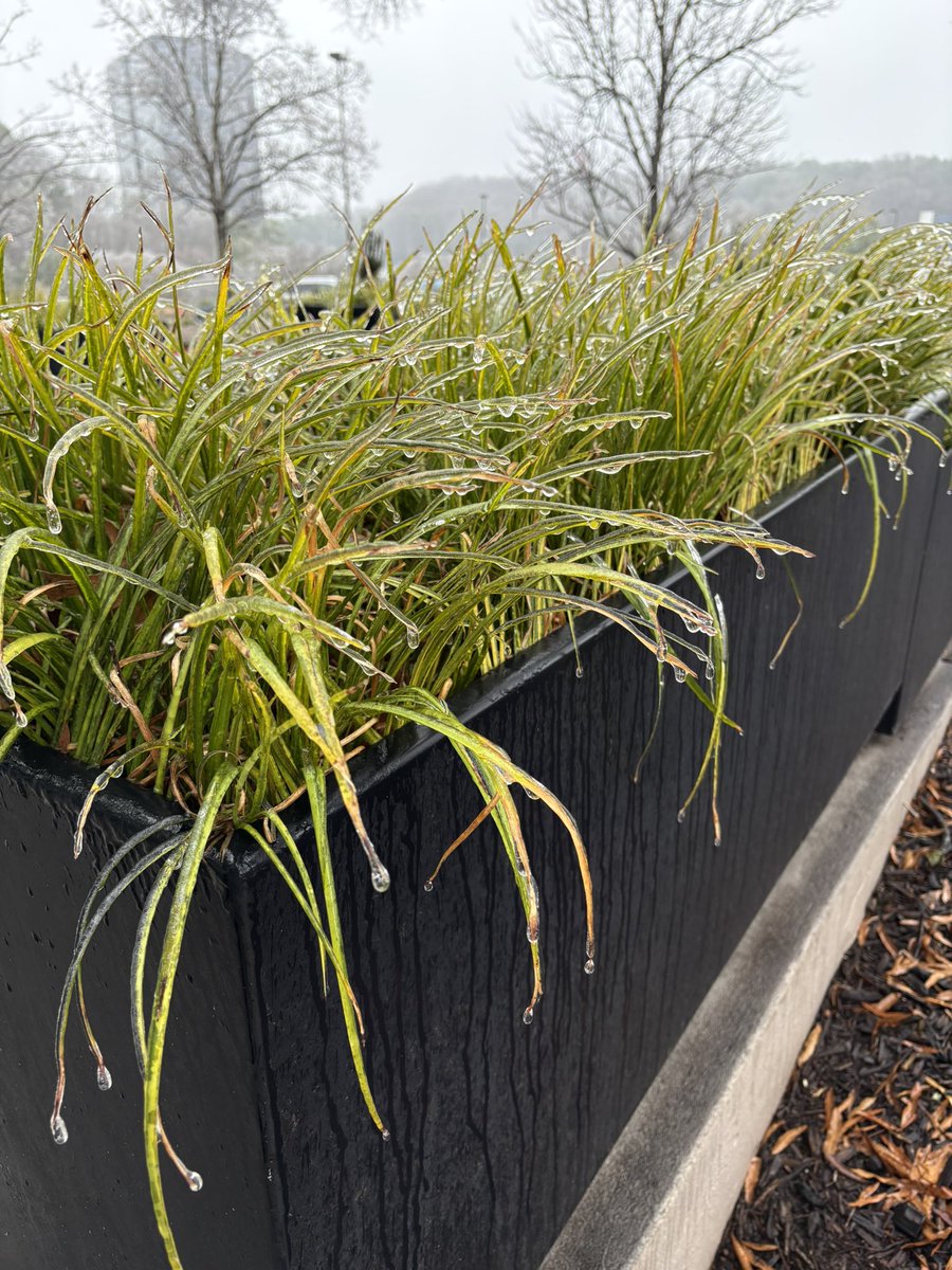 Veronica Dolan tweet media