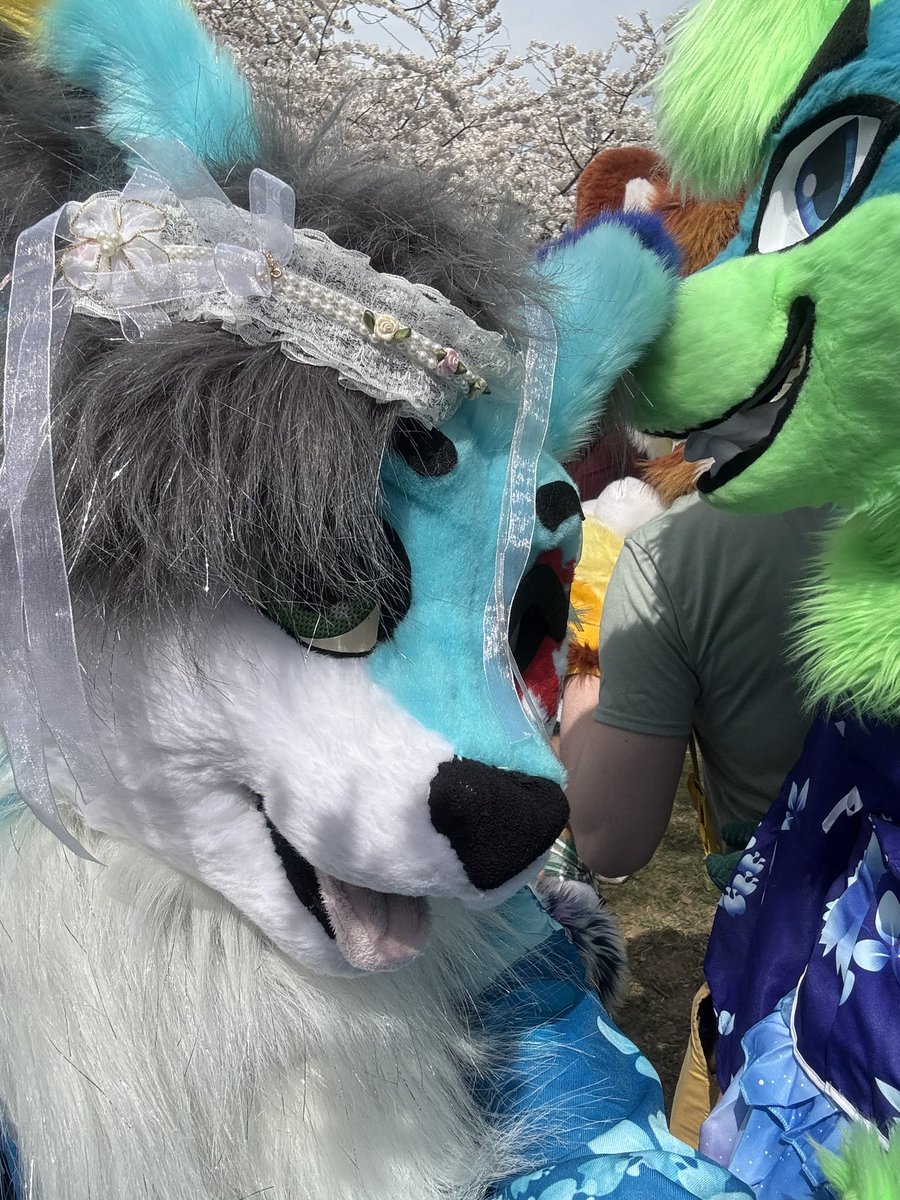 Splat Fennec 🔜 FWA tweet media