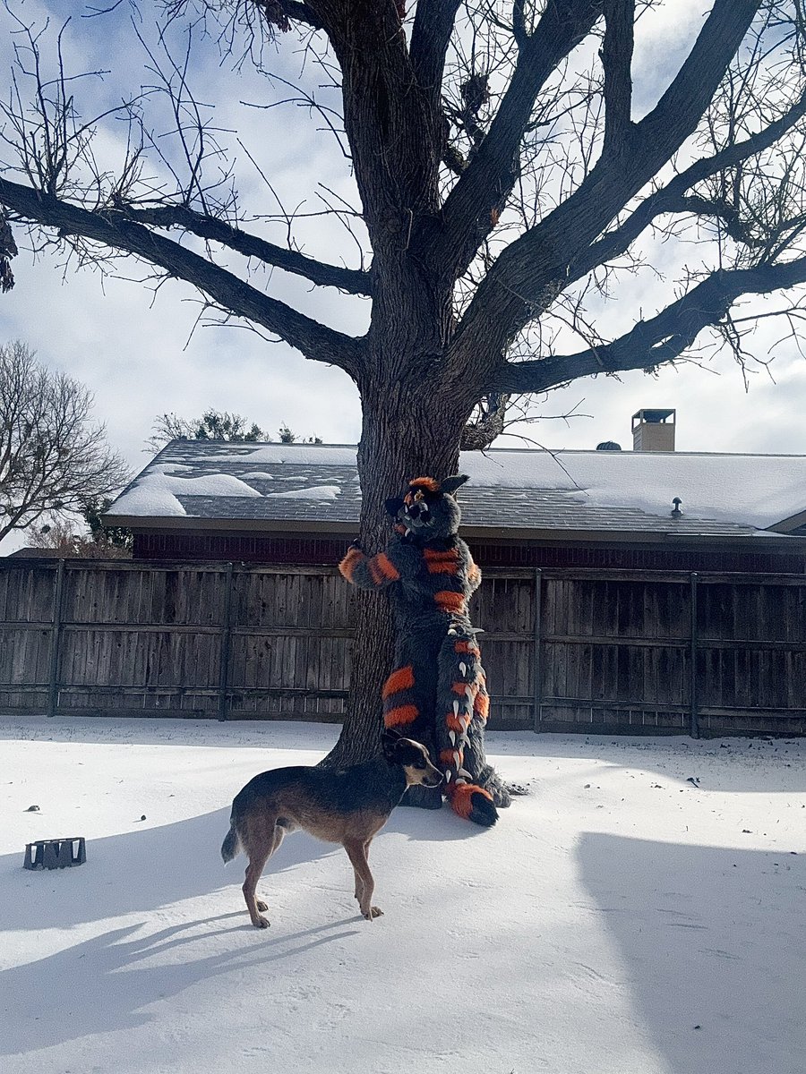 larkrencean's tweet photo. SNOW ❄️ 

#furry #fursuit #furryfandom #furries #snow #treehug https://t.co/3eqFvaQoKy