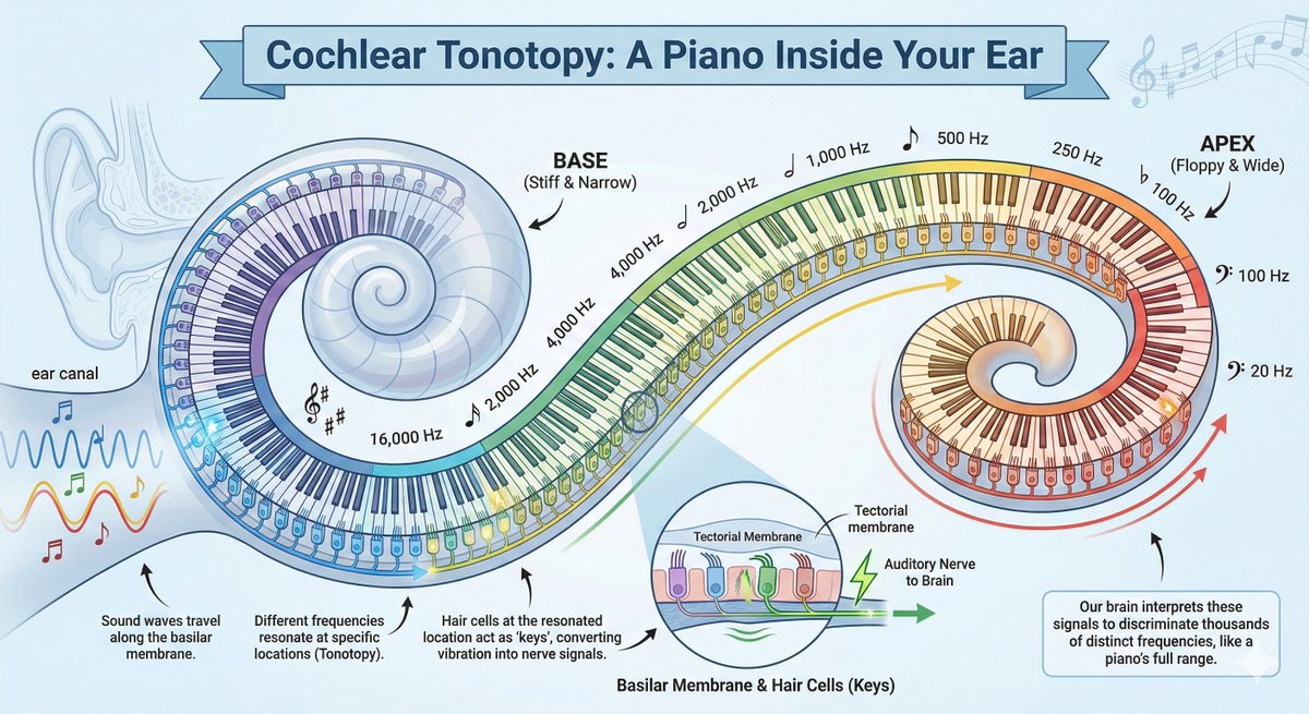 Derya Unutmaz, MD tweet media