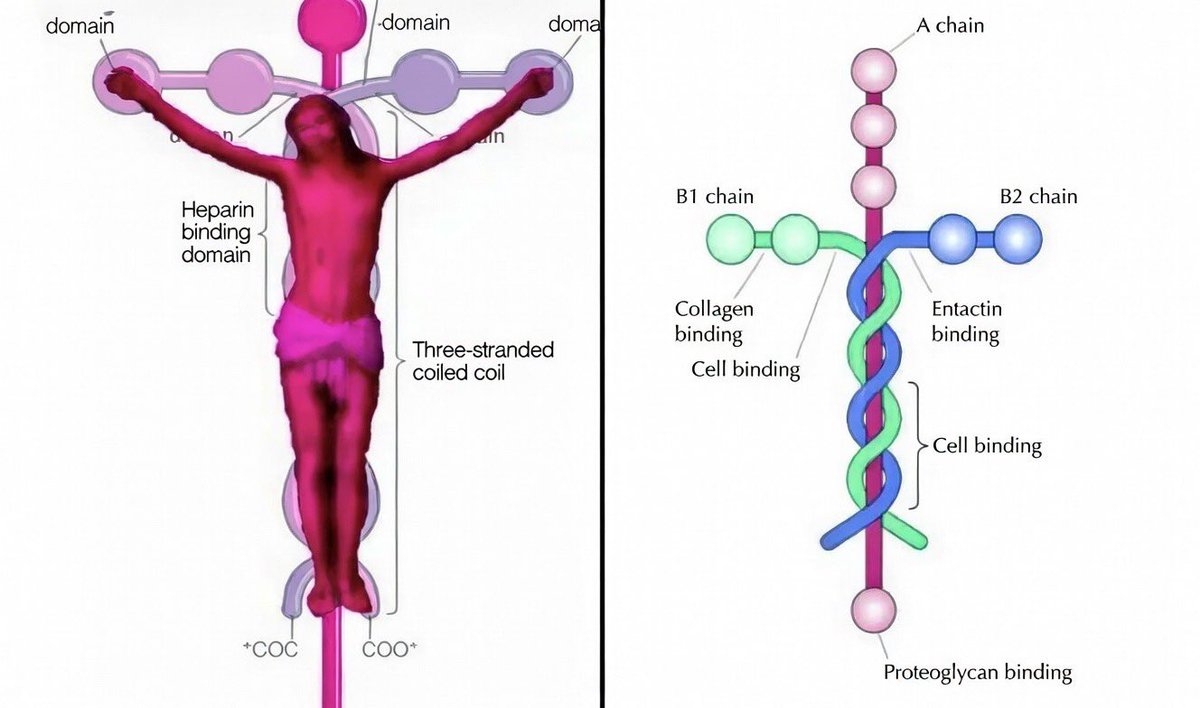 Laminin, the molecule that holds the human body together, is shaped like a cross.

God’s design is intentional.