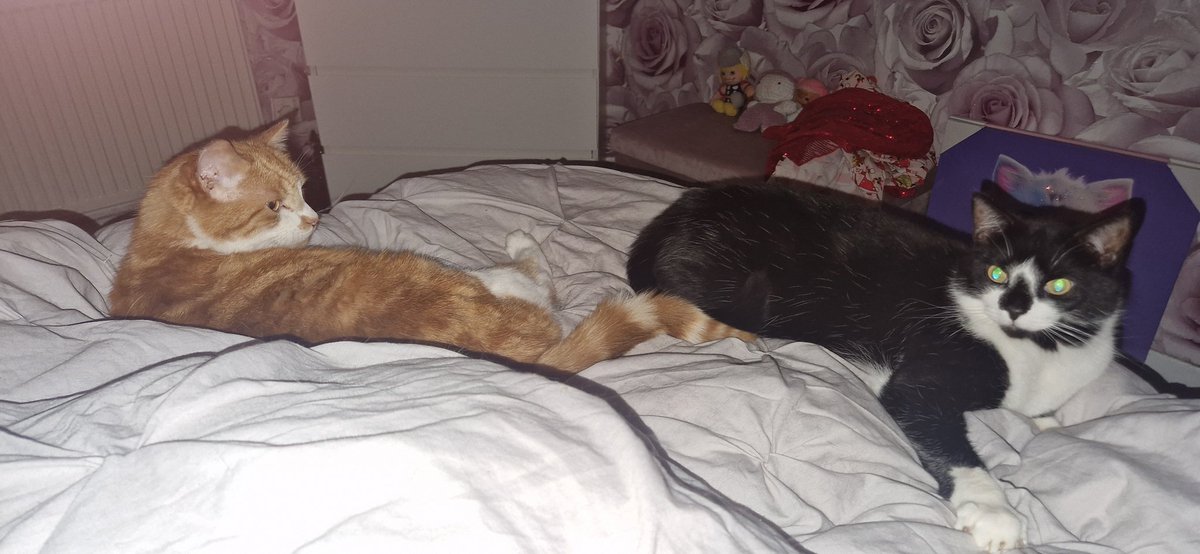 Laura 👛 tweet media