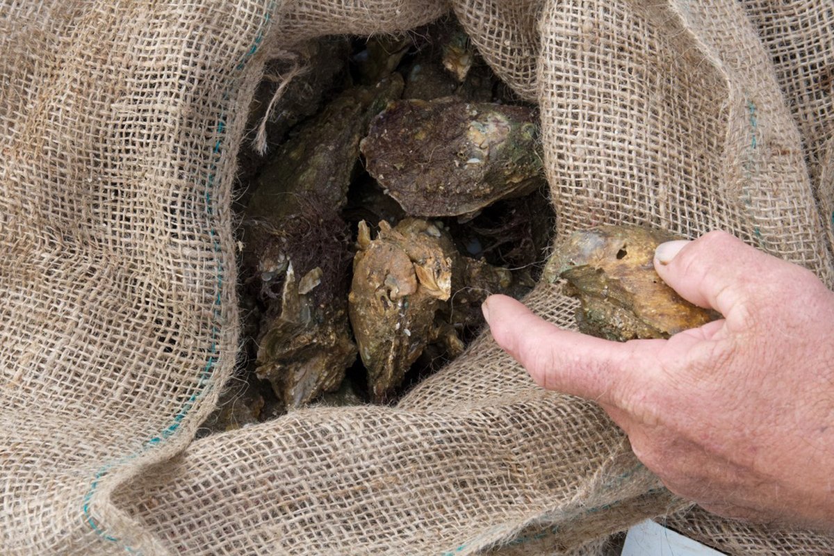 PeterSchorschFL's tweet photo. Oysters return to Apalachicola, reviving hope for #Florida harvesters

Reporting by @ZoeyThomas39 of @FreshTakeFla

#FlaPol

https://t.co/F8Hs0yL8tt https://t.co/w3anmNkHHS