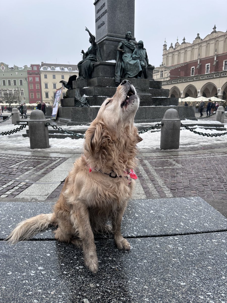 Na krakowskim rynku dzisiaj zamiast hejnału, rozpoznawalne nuty ⁦<a href="/fundacjawosp/">WOŚP</a>⁩.

Kraków po rekord! Z Goldenami 🦮

❤️

#WOŚP