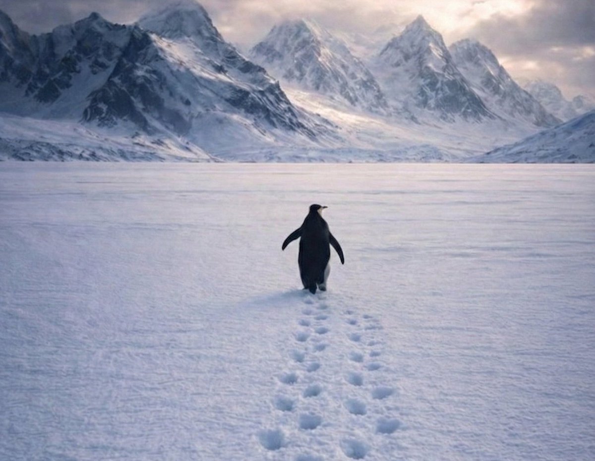 Bunlar neden sürüden ayrılan pengueni dünyada gündem yaptı. Burada kendi adamlarına verdikleri bir mesaj var. Burada size verdikleri bir mesaj var. Şimdi penguen bir sürü hayvanıdır. Hareketleri mekaniktir, duygusal değildir.

Kendi adamlarına mesajı:
— Tek başına hayatta