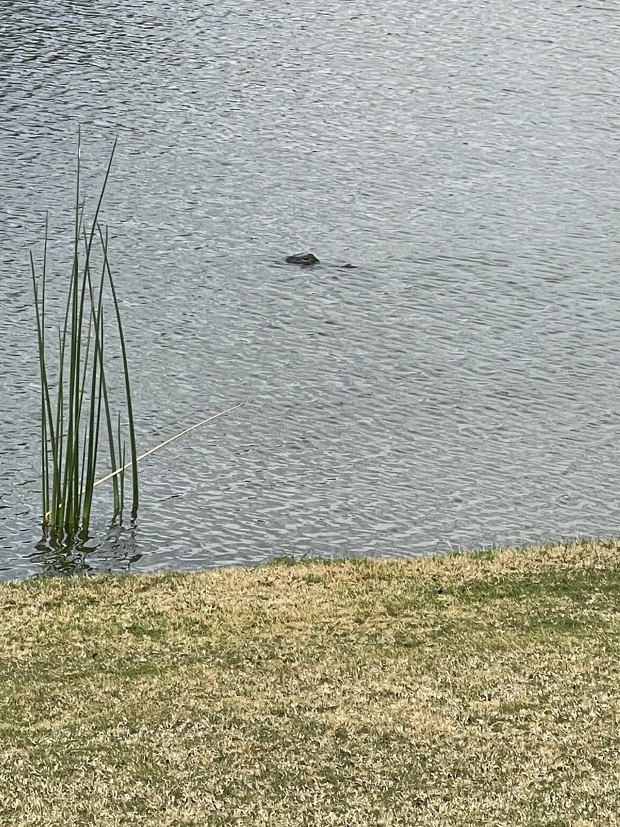 lynnscnole's tweet photo. @LKHamilton Golfing in Florida, got lucky. Home is in South Carolina, not good up there https://t.co/HL3zFmA3kr