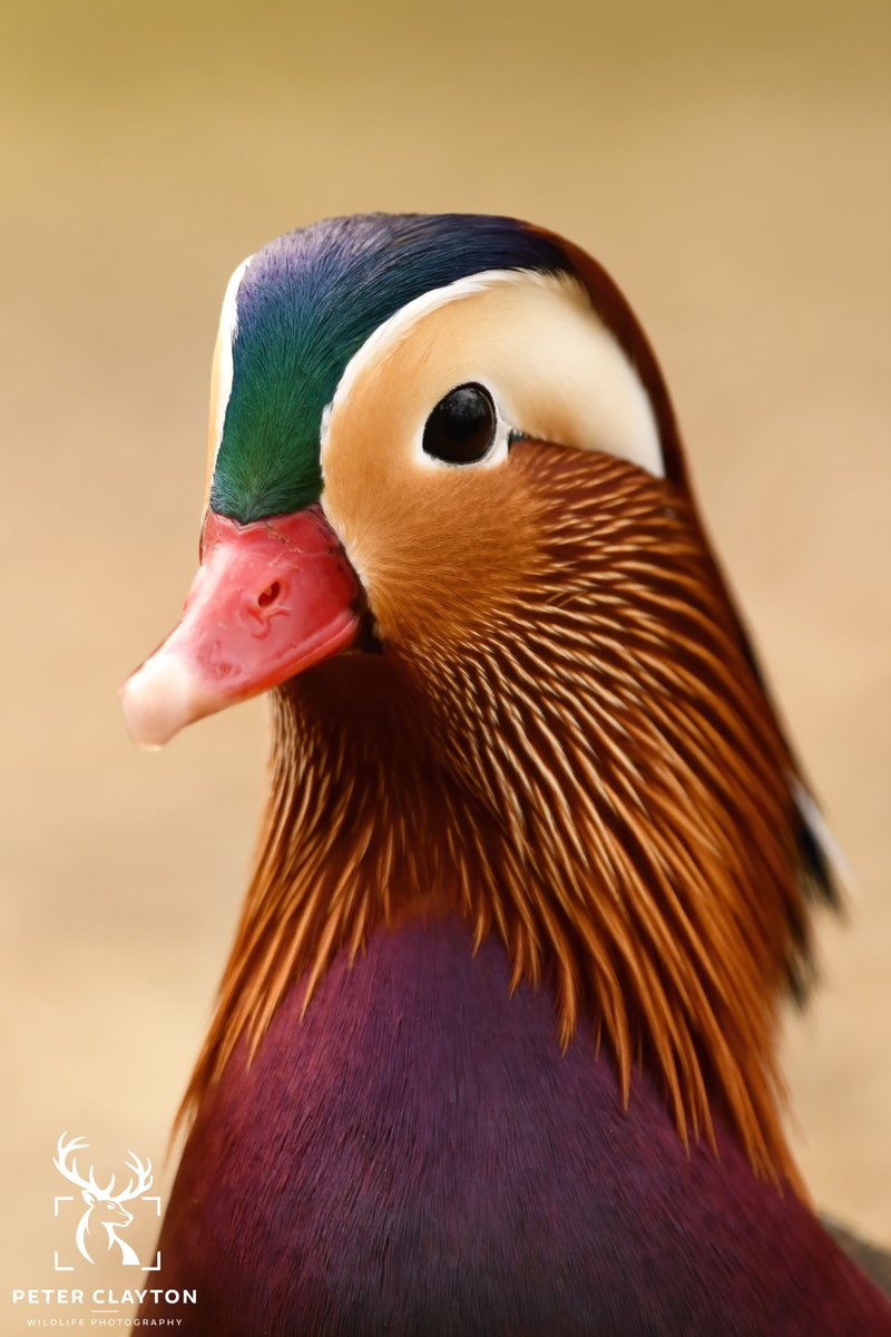 Mandarin ducks often seem out of place in the UK, with their strikingly vibrant, exotic plumage. Originally introduced from China many years ago, they are now commonly found on park lakes across the country
#mandarinduck #duck #bird #nonnative #uk