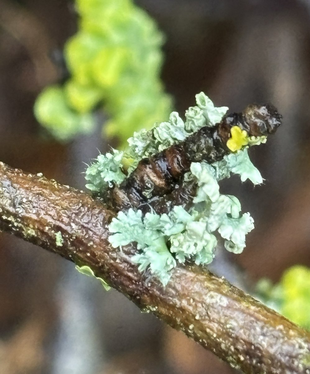 edmondslyn's tweet photo. A small patch of rain splashed Lichen, Physcia adscendens? on a wet twig; the background is blurred with hints of yellow, green and brown #AlphabetChallenge #WeekCforCloseUp #Lichen https://t.co/cP88wKl2yn