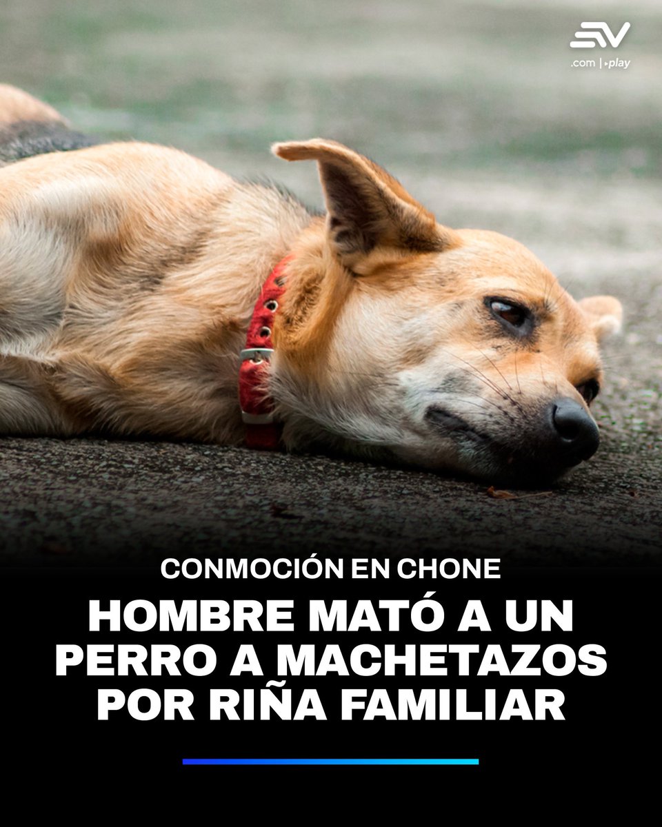 EcuavisaInforma's tweet photo. 🔴 Los habitantes de Chone, #Manabí, están en conmoción, luego de que un hombre matara a machetazos a un perro tras una discusión entre dos familias. El acto quedó registrado en video ▶️ https://t.co/SLpQsGirxy https://t.co/WXaqaNNPIM