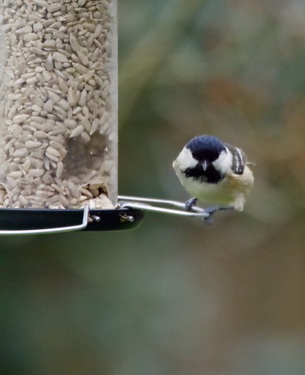 ⁦<a href="/Natures_Voice/">RSPB</a>⁩ ⁦<a href="/RSPBCymru/">RSPB Cymru</a>⁩      Big garden birdwatch…but who’s watching who. This Coal Tit didn’t look impressed. #birds #birdwatch