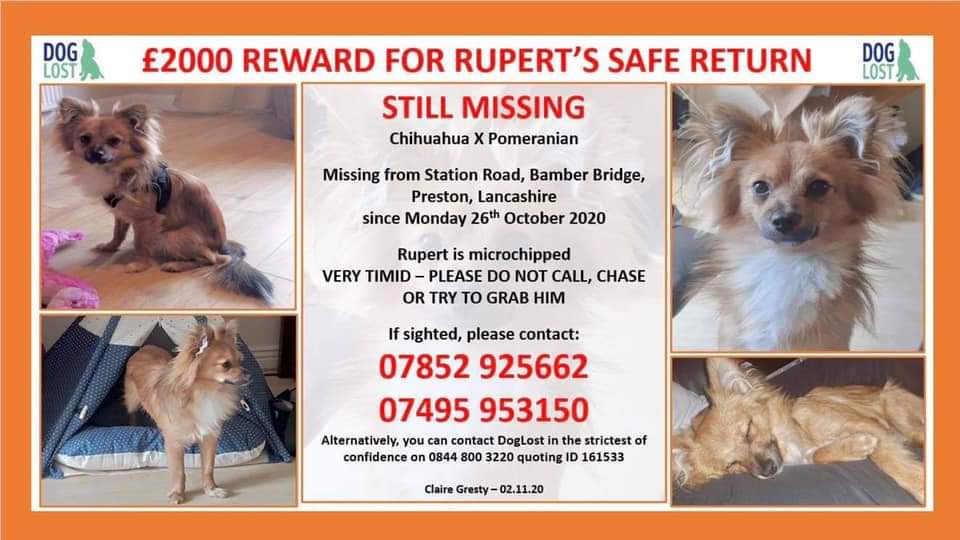 MissingPetsGB's tweet photo. RUPERT has been missing so long.
PLEASE PLEASE keep sharing
Think back- SOMEONE SOMEWHERE knows something!
Rupert vanished 26 October 2020 Station Road, Bamber Bridge #PR5
He was wearing an inflatable medical collar at the time & may have been injured/& stolen
#stolendoghour https://t.co/bXPTmFIt8x