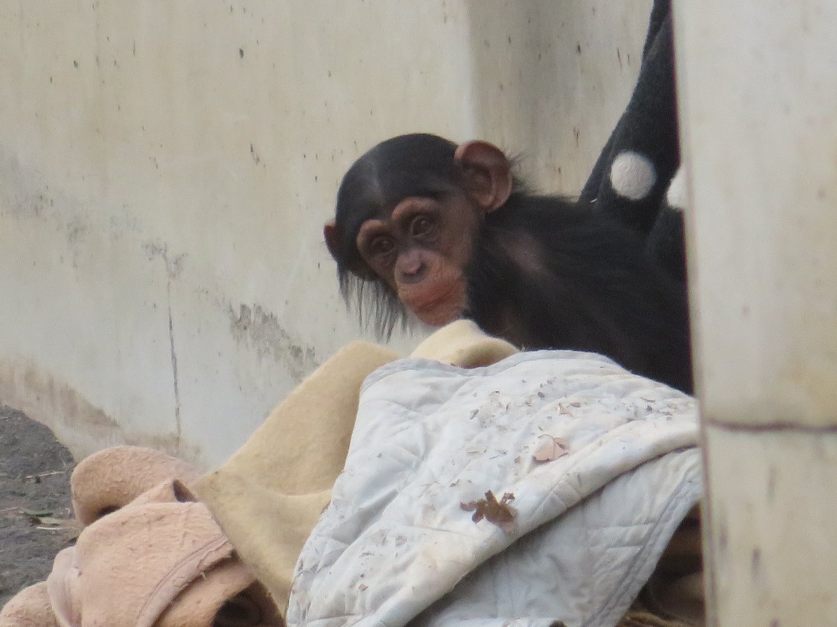 毛布に埋もれるシジミちゃん #チンパンジー #多摩動物公園