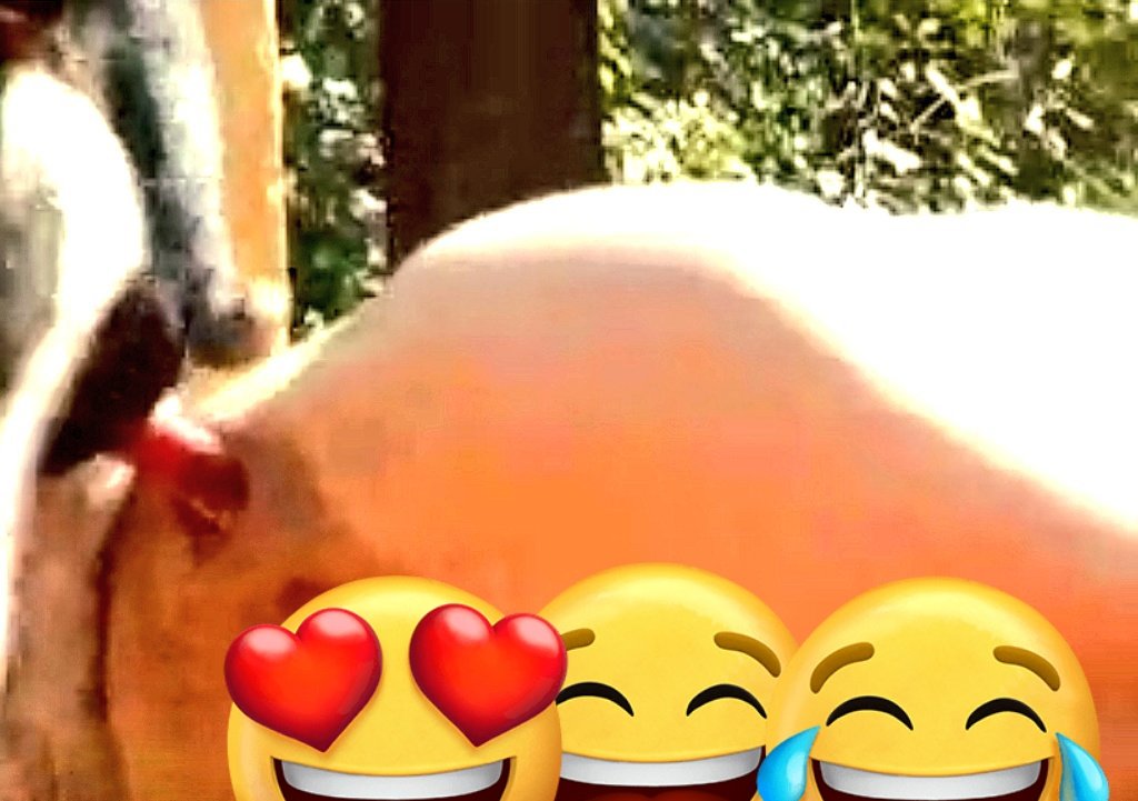 ชอบBoBo tweet media