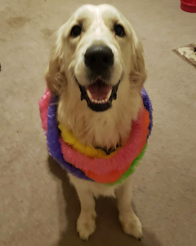 Kennyhorse's tweet photo. I wears every lei I owns. Pink, purple, yellow, green—full tropical overload. I hoped Pittsburgh would get the message & cancel winter. Instead, we gets a blizzard. Snow is ok but c'mon. Too much snow, not enough beach.🏖️
#LeiItOnMe #GoldenRetrieverLogic #PghWinter #IslandVibesFail