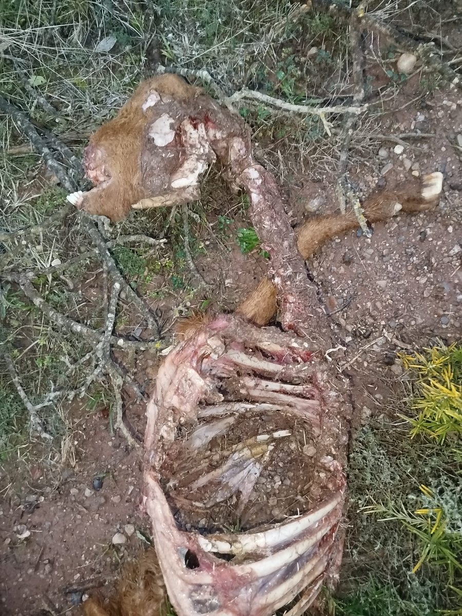 Can Mimó tweet media