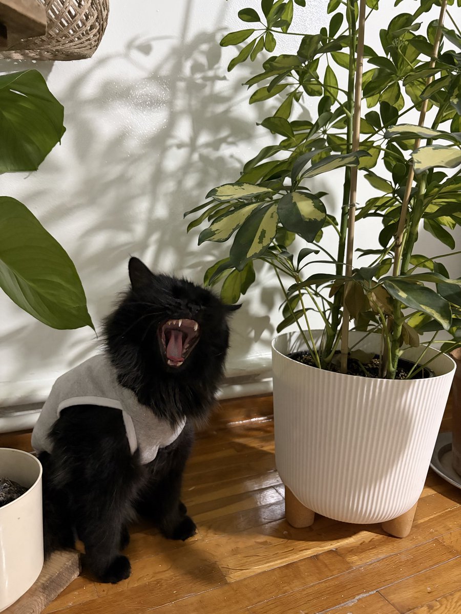 Annnnesinin ballı çöreğiiii