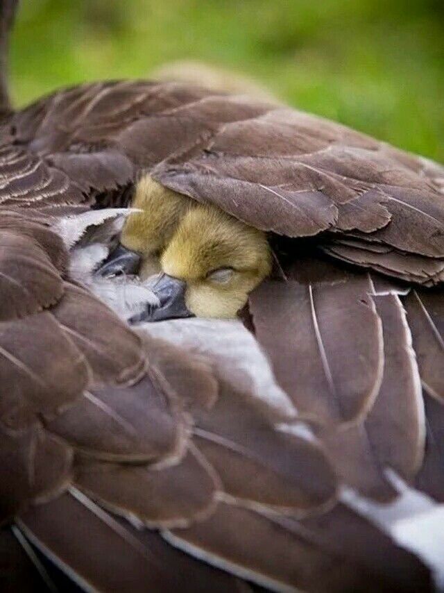 ELEONORA tweet media